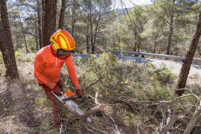 Un dels tècnics durant un procés d’aclarida en un bosc del Solsonès.