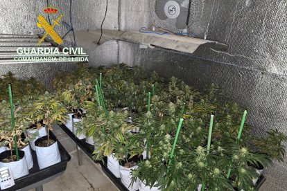 La Guàrdia Civil va decomissar 222 plantes i tot el material.