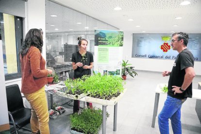 El consell del Sobirà va acollir ahir el lliurament de les plantes de tomaqueres als ciutadans.