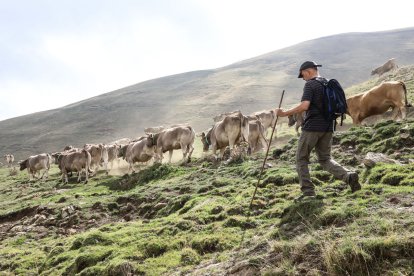 fent camí. Les vaques cada any fan el mateix recorregut i les veteranes, que es coneixen el camí, guien les més joves en un trajecte que se saben de memòria.