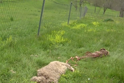 L’os va saltar un camp clos electrificat d’1,5 metres.