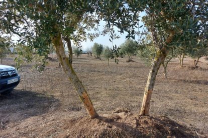 El tronc de dos oliveres rosegades pels conills en una finca d’Arbeca.