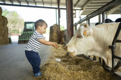 Un nen donant menjar a una vaca a la Granja Pifarré de Lleida, ahir.