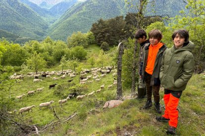 Nens davant una agrupació d’ovelles i cabres a Vilamòs.