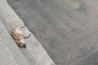 Van trobar morta la cria al carrer Ciutat de Lleida.