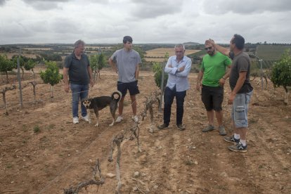 Pere Roqué (Asaja) va visitar ahir zones afectades per la plaga a Verdú juntament amb agricultors.