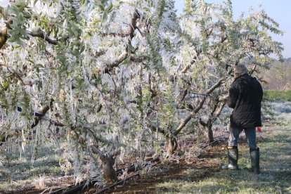 Arbres coberts de gel a Torrelameu durant les devastadores gelades del 2022.