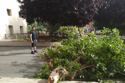 Un arbre cau a l'avinguda les Garrigues a la Bordeta