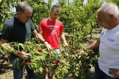 A l’esquerra, anàlisi de danys en una finca de nectarines de la partida de Butsènit, mentre que a la dreta s’aprecia els estralls causats pel vent en pereres.