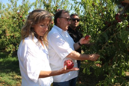 Carmel Mòdol i Dolors Vila van visitar un camp de nectarines afectat per la calamarsada a Soses.