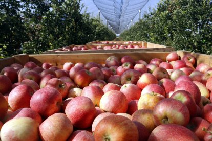 Pomes produïdes en una finca de Lleida.