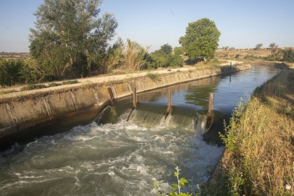 El canal principal de l’Urgell a l’altura d’Anglesola en una imatge d’aquesta setmana.