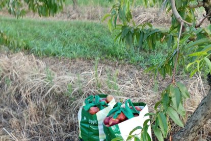 Algunes de les bosses amb fruita que van abandonar els lladres.