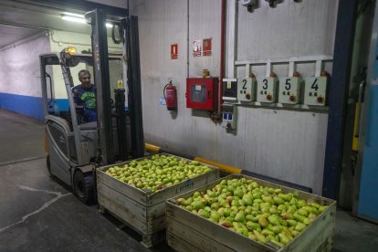 Entrada ahir de pera llimonera a la cooperativa lleidatana Arcofrut.