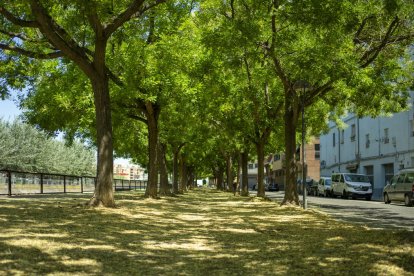 Imatge del carrer Campament, a la Bordeta, un dels barris amb més arbres de la capital.