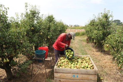 Un treballador del camp en una finca a Lleida.