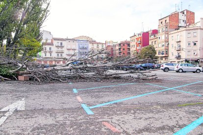 Arbre caigut al pàrquing de Magisteri