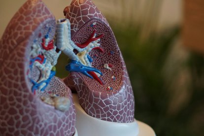 Maqueta de unos pulmones.