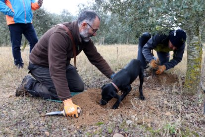 Persones collint tòfones al Solsonès