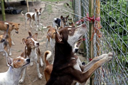 Imagen de archivo que muestra varios perros de contrabando en un albergue para animales en Shwe Pyauk, a las afueras de Yangon, Birmania.