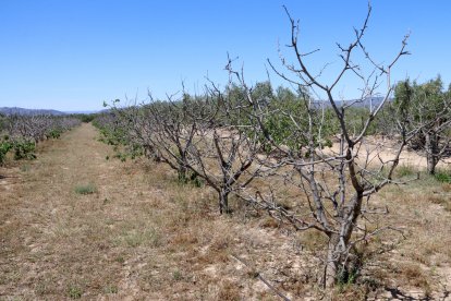 Imatge d'un camp de cirerers morts per la sequera, a la Serra d'Almos, als Guiamets.