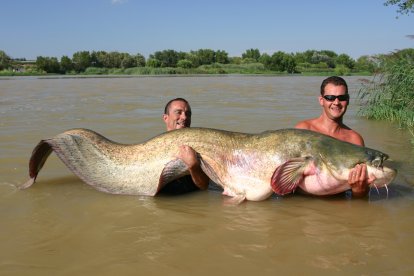 Siluro gigante en el pantano de Mequinenza