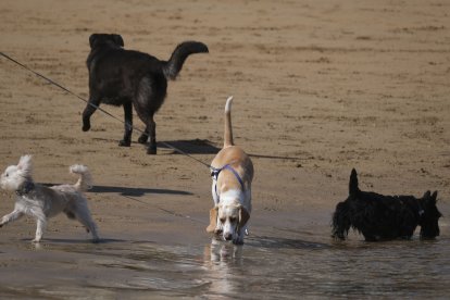 Varios perros en la playa.