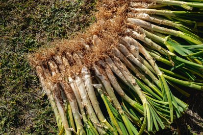 Calçots.