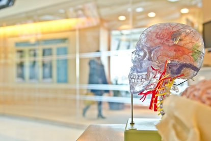 Descobreixen que un bacteri bucal comú augmenta el risc d’ictus.