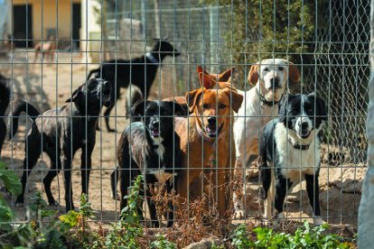 El refugi de Seròs va acollir 132 gossos l’any passat.