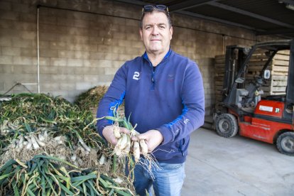 Jordi Llanes mostrant calçots verds per al cap de setmana. - LAIA PEDRÓS