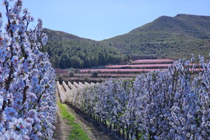 Arbres florits a la Granja d'Escarp.