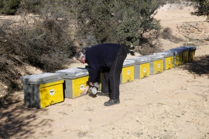 Moment de l’arribada dels ruscos que estaran a la finca experimental de Maials. - ACN