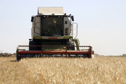 Imagen de una finca de cereales en pleno trabajo con la maquinaria. - ACN