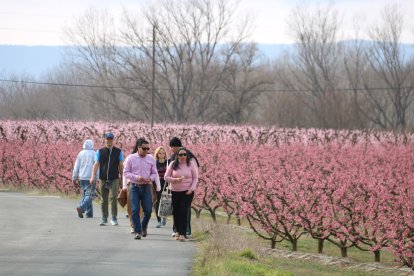 Varias personas visitando los campos floridos en una de las fincas agrícolas de Aitona. - J.ENJUANES