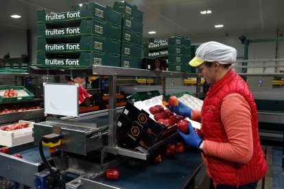 Una treballadora en una empresa de fruita.