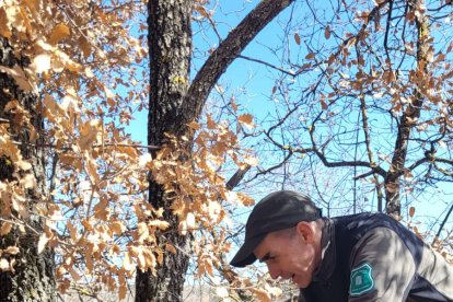 Una de las cámaras desplegadas para detectar al lobo en el Jussà. - AGENTS RURALS