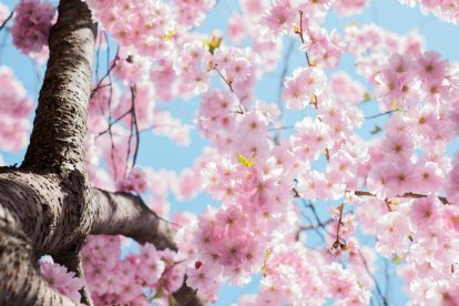 Aquest any la primavera comença el 20 de març.