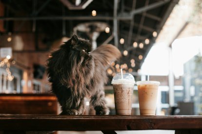 Frapuccinos y batidos similares, entre las bebidas más calóricas.