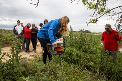 Alumnos del Institut Mollerussa han colocado señales identificativas en puntos de la ruta botánica.