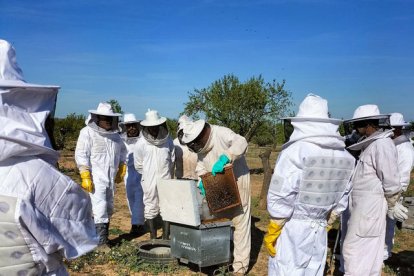 ‘Apivisitas’ para conocer cómo viven las abejas - A. CAMARASA