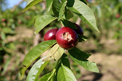 Frutos pequeños de nectarina afectados por la granizada.