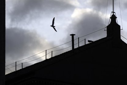 Una gaviota vuela junto a la chimenea por donde saldrá la fumata blanca.