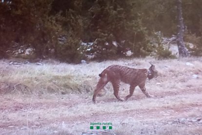 El lince captado por la cámara de los Agents Rurals en territorio leridano.