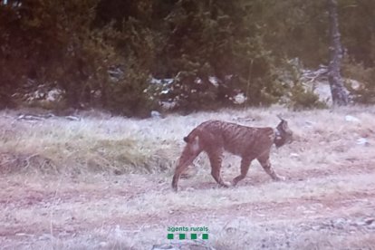 Esta es la imagen de ‘Secreto’ que captaron las cámaras de fototrampeo de los Agents Rurals. - COS D’AGENTS RURALS