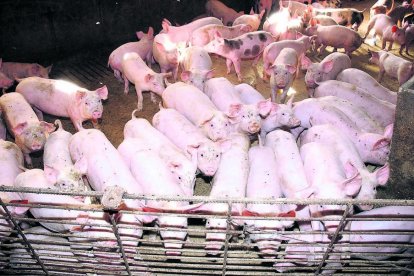 Imagen de archivo de una explotación de producción porcina. - SEGRE