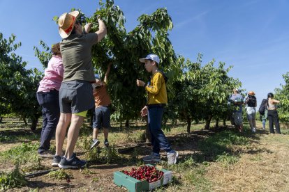 Los participantes en una de la fincas de Aitona recogiendo las cerezas que se llevaron en cajas. - PAU PASCUAL