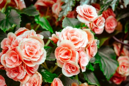 Las rosas, una de las plantas que más se benefician de los nutrientes del poso del café.