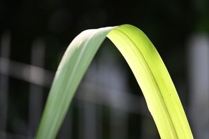La planta que perfuma la casa y mantiene a raya los mosquitos.