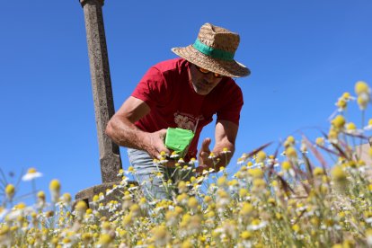 Recolección de manzanilla en Linyola.